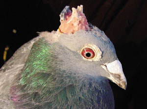 remotecontrolledpigeon040307
